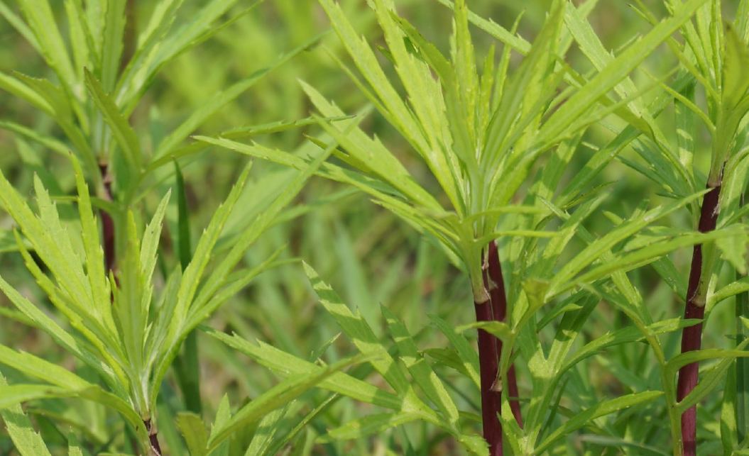 惠州農(nóng)產(chǎn)品配送中心淺談：藜蒿的功效與禁忌