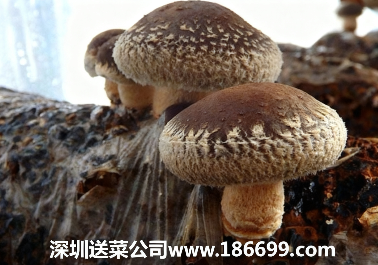 新手種香菇必看：大白話講透成本利潤+種植步驟，賺錢不用愁。