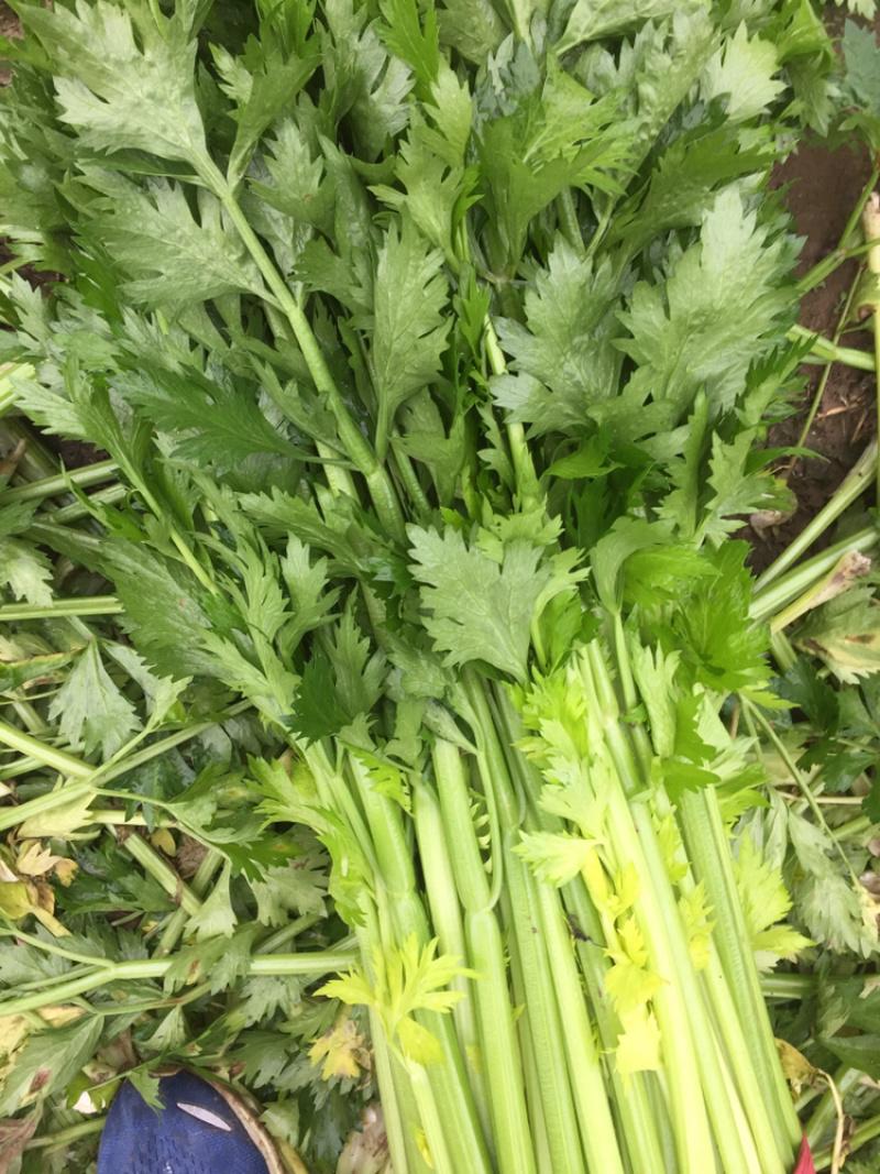 惠州生鮮蔬菜配送?中心為您科普芹菜的營養價值。